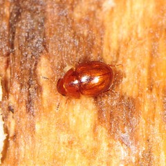 Leiodinae