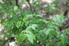 Buckleya distichophylla