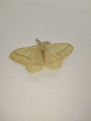 Eupterote bifasciata