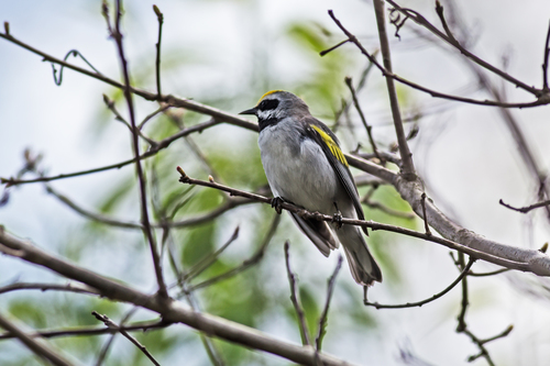 Reinita Alidorada (Vermivora chrysoptera)
