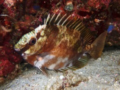 Barhead Spinefoot photo 3