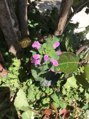 Lamium purpureum