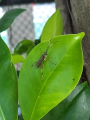 Ichneumonidae