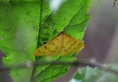 Loxomorpha flavidissimalis