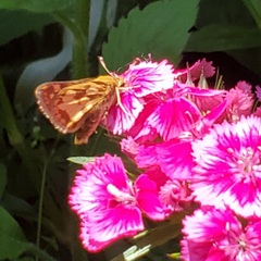 Polites peckius