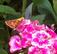 Polites peckius