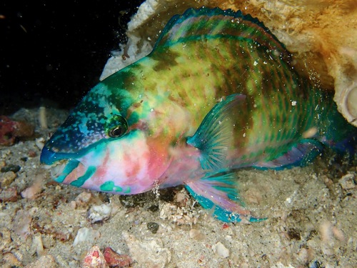 Palenose Parrotfish