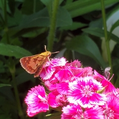 Polites peckius