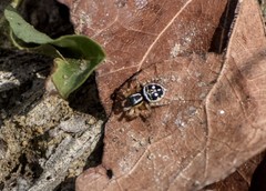 Stenaelurillus jagannathae