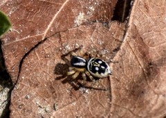 Stenaelurillus jagannathae