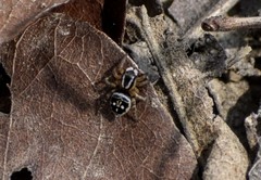 Stenaelurillus jagannathae