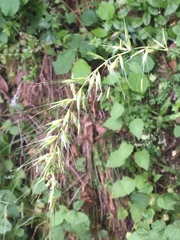 Elymus californicus