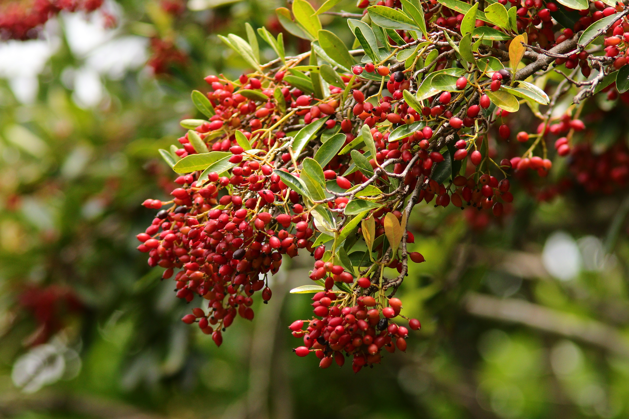 Viburnum odoratissimum
