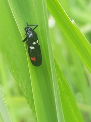 Callitettix versicolor