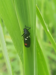 Callitettix versicolor