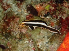 Plectorhinchus lessonii
