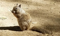 Otospermophilus beecheyi