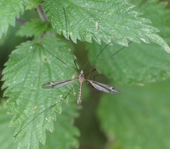 Tipula lateralis