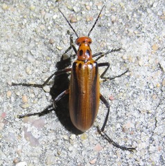 Pyrota tenuicostatis