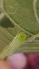 Chrysodeixis chalcites
