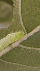 Chrysodeixis chalcites