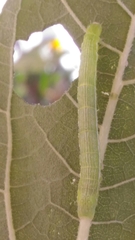 Chrysodeixis chalcites