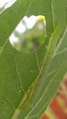 Chrysodeixis chalcites