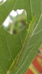 Chrysodeixis chalcites