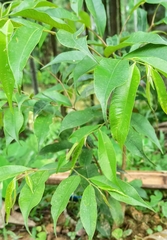 Aquilaria