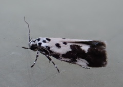 Ethmia quadrillella