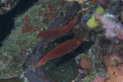 Cirrhilabrus punctatus