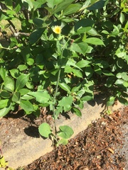 Sonchus oleraceus