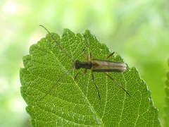 Leptalia macilenta