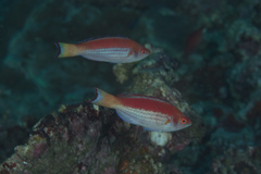 Cirrhilabrus marjorie