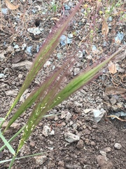 Elymus multisetus