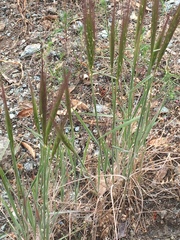 Elymus multisetus