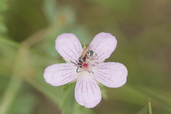 Pseudepipona herrichii