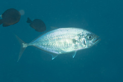 Craterognathus plagiotaenia