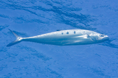 Scomberoides tol