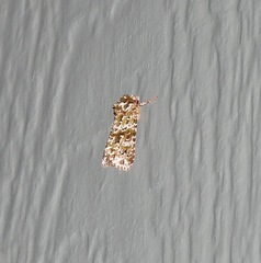 Thalatha bryochlora