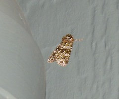 Thalatha bryochlora