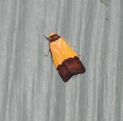 Heteroteucha kershawi