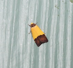 Heteroteucha kershawi