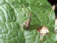 Nemophora degeerella