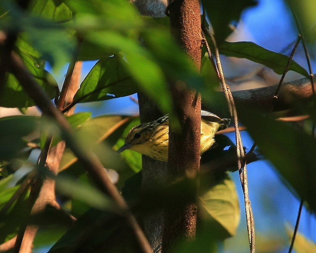 Sclater's Antwren