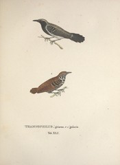 Yungas Antwren photo 2