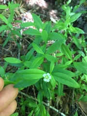 Moehringia