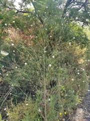 Cephalaria joppensis