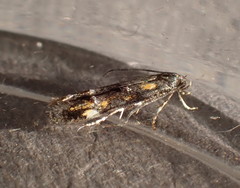 Mompha raschkiella