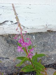 Chamaenerion angustifolium